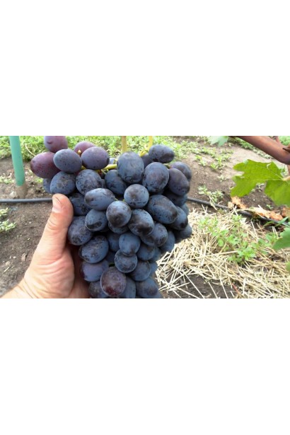 Виноград столовый Aivengo – фиолетовые ягоды с восковым налетом.